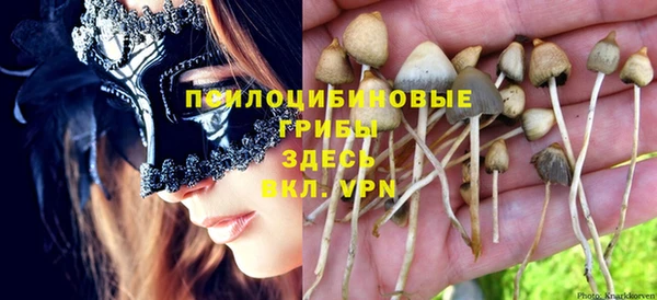 стаф Аркадак